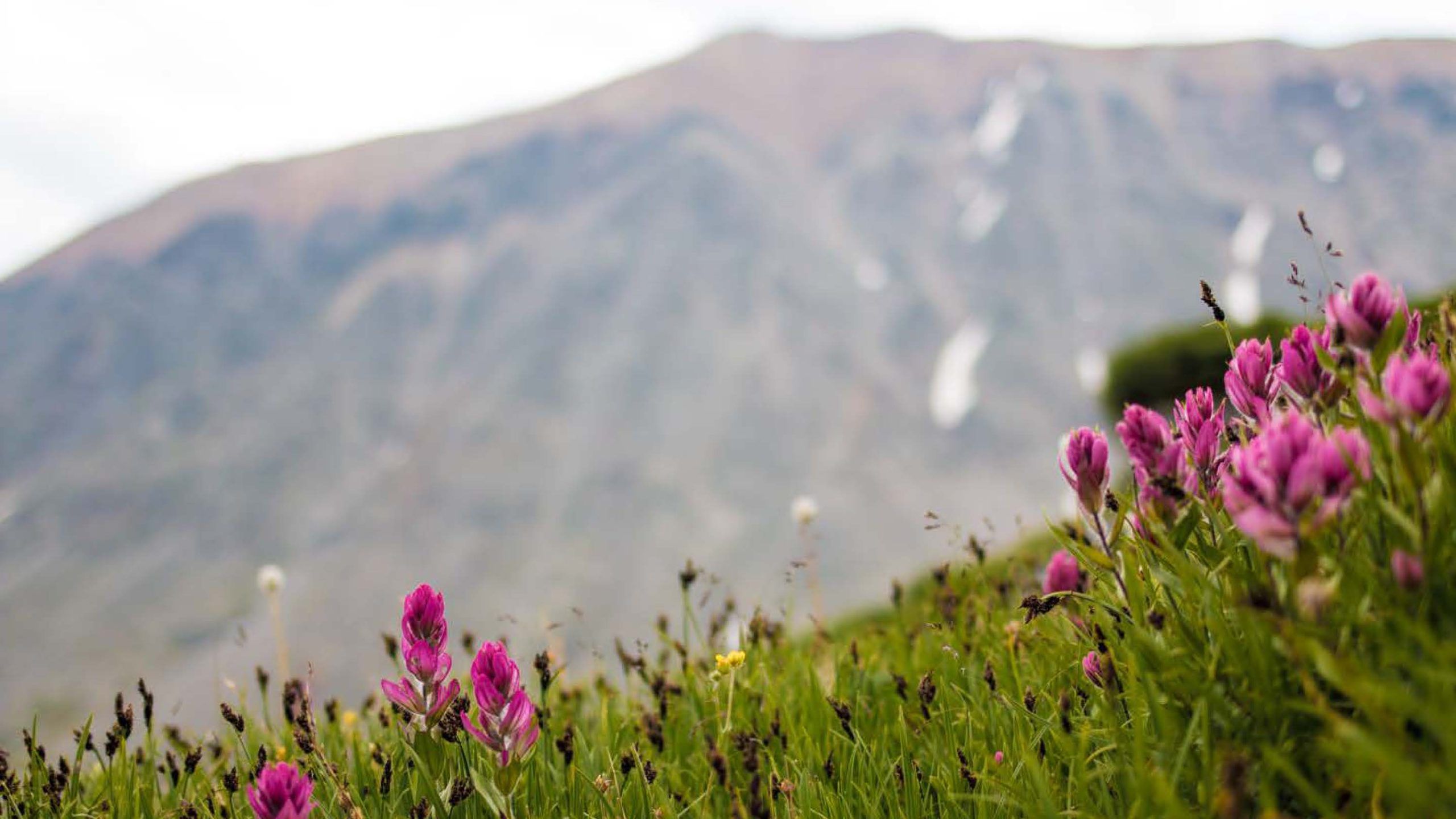 red flowers with breckenridge mountains in the background